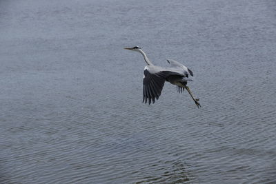 High angle view of gray heron flying over lake