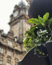 Close-up of ivy growing on building