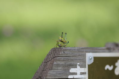 Close-up of ant on wood