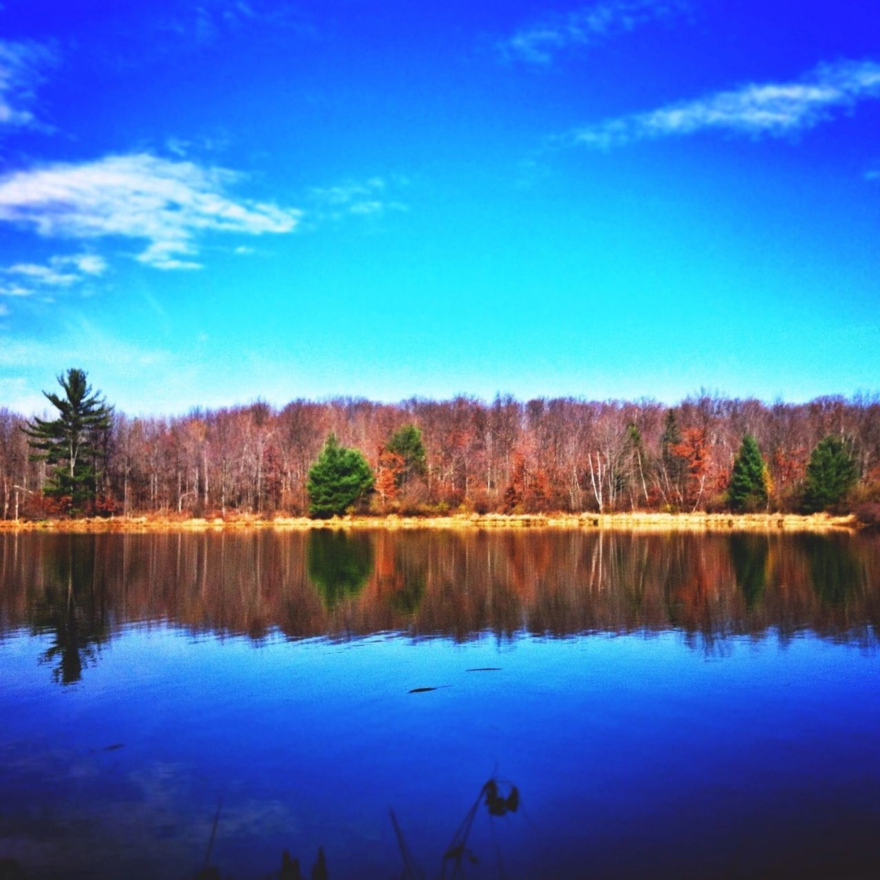 tree, reflection, tranquil scene, lake, tranquility, water, scenics, blue, beauty in nature, sky, waterfront, nature, idyllic, standing water, calm, cloud - sky, cloud, forest, non-urban scene, outdoors