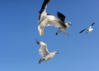 Low angle view of seagulls flying against clear blue sky