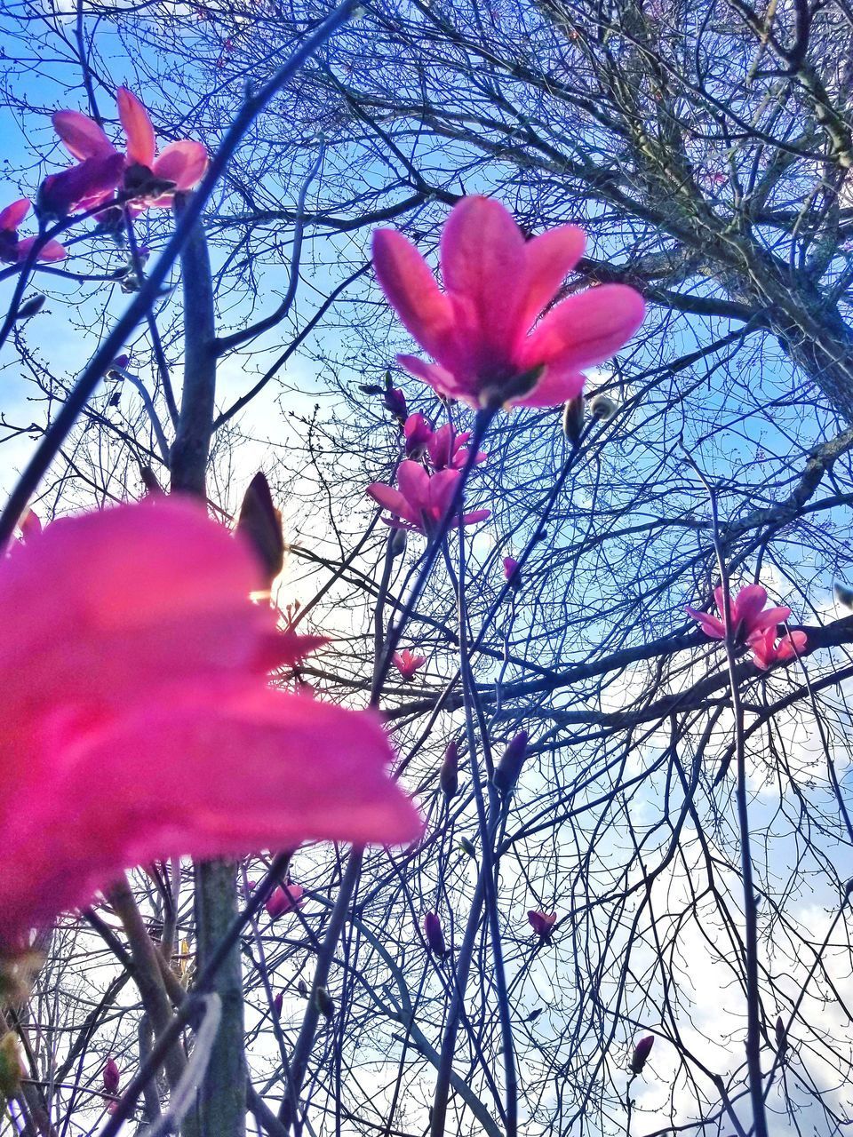 LOW ANGLE VIEW OF PINK FLOWER ON TREE