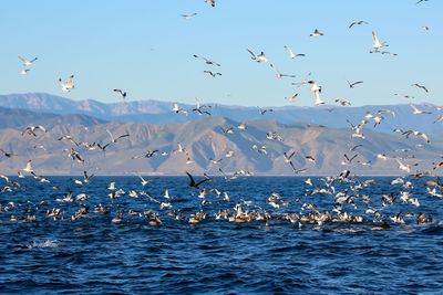Flock of seagulls flying over sea against blue sky