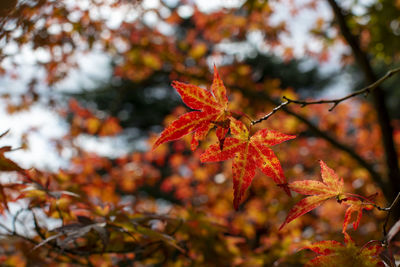 Close-up of maple leaves on tree