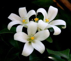 Close-up of frangipani blooming outdoors