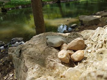 Close-up of lizard on rock in water