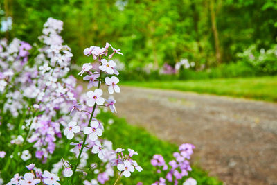 Close-up of purple flowering plants on field