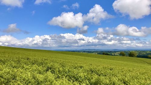 Scenic view of field against sky