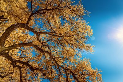 Low angle view of tree against blue sky