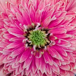 Full frame shot of pink flower blooming outdoors