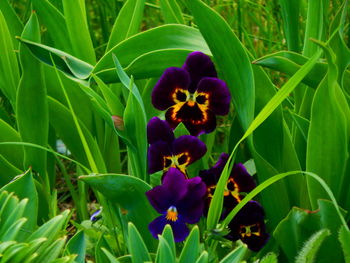 Close-up of purple flowers