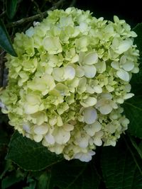 Close-up of flowers