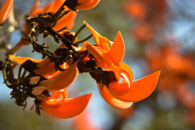 Close-up of orange flowers blooming outdoors