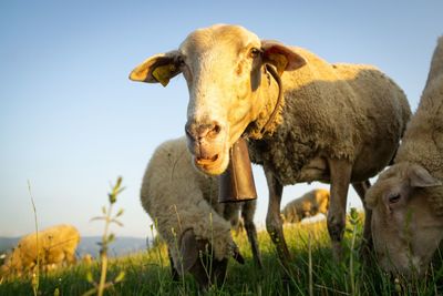 Herd of the sheep and lambs on the meadow during sunset