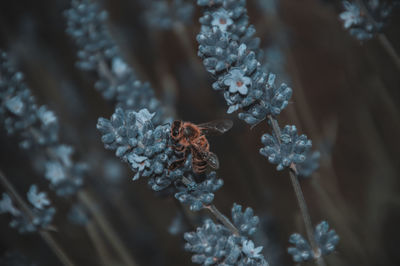 Close-up of frozen plant
