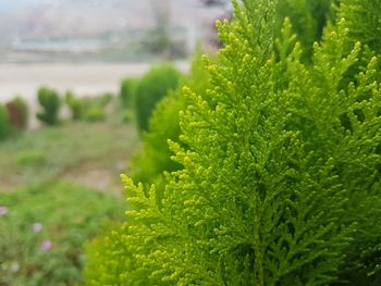 Close-up of fresh green plant