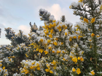 Low angle view of flowering plant against sky