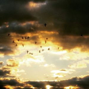 Low angle view of birds flying against cloudy sky