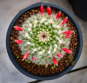 High angle view of succulent plant in pot