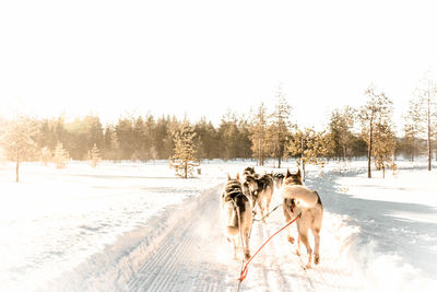 Dogs on snow covered landscape