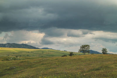 Scenic view of field against sky