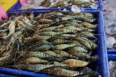 Close-up fresh lobster sorting in the container at seafood market