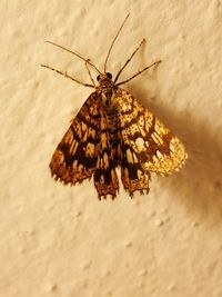 High angle view of butterfly on wall