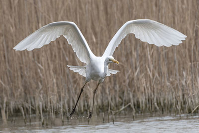 Seagull flying over a lake