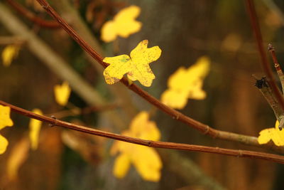 Close-up of yellow leaves on plant during autumn