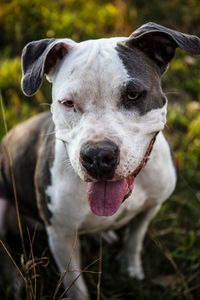 Close-up portrait of a dog