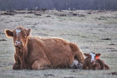 Cows in a field