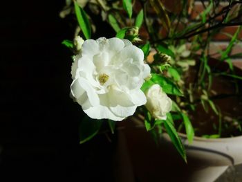 Close-up of white rose blooming outdoors