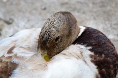 Close-up of bird