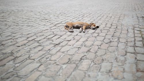 Lizard on street