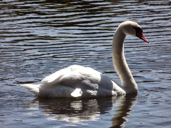 Two swans in calm water