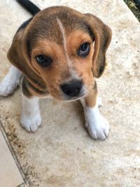 Close-up portrait of a dog