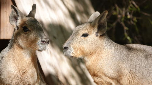 Close-up of two horses