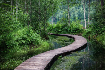 A winding bridge over a forest river. wooden boardwalk in the green forest. 