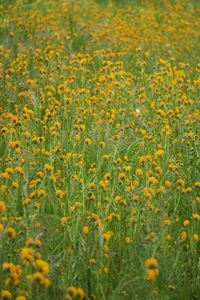 Full frame shot of yellow flowering plants on field