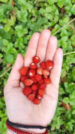 Close-up of hand holding strawberries