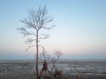 Bare tree on beach against sky