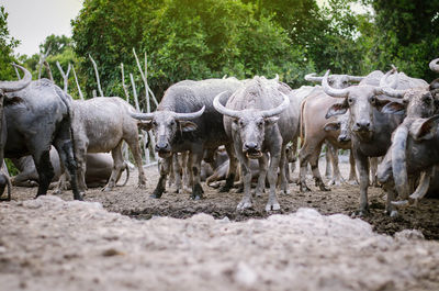 View of sheep on land