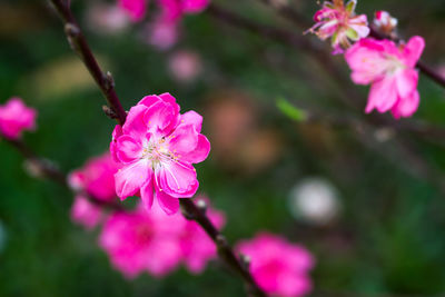 Close-up of pink flowers