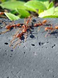 Close-up of insect on leaf