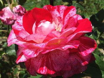 Close-up of pink flower