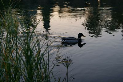 High angle view of duck swimming in lake