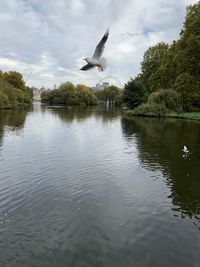 Seagull flying over lake