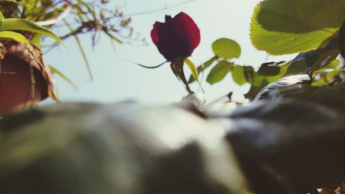 Close-up of red rose plant