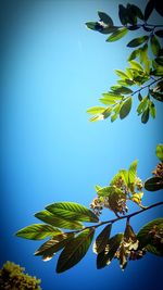 Low angle view of leaves against clear blue sky