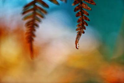 Close-up of plant during sunset